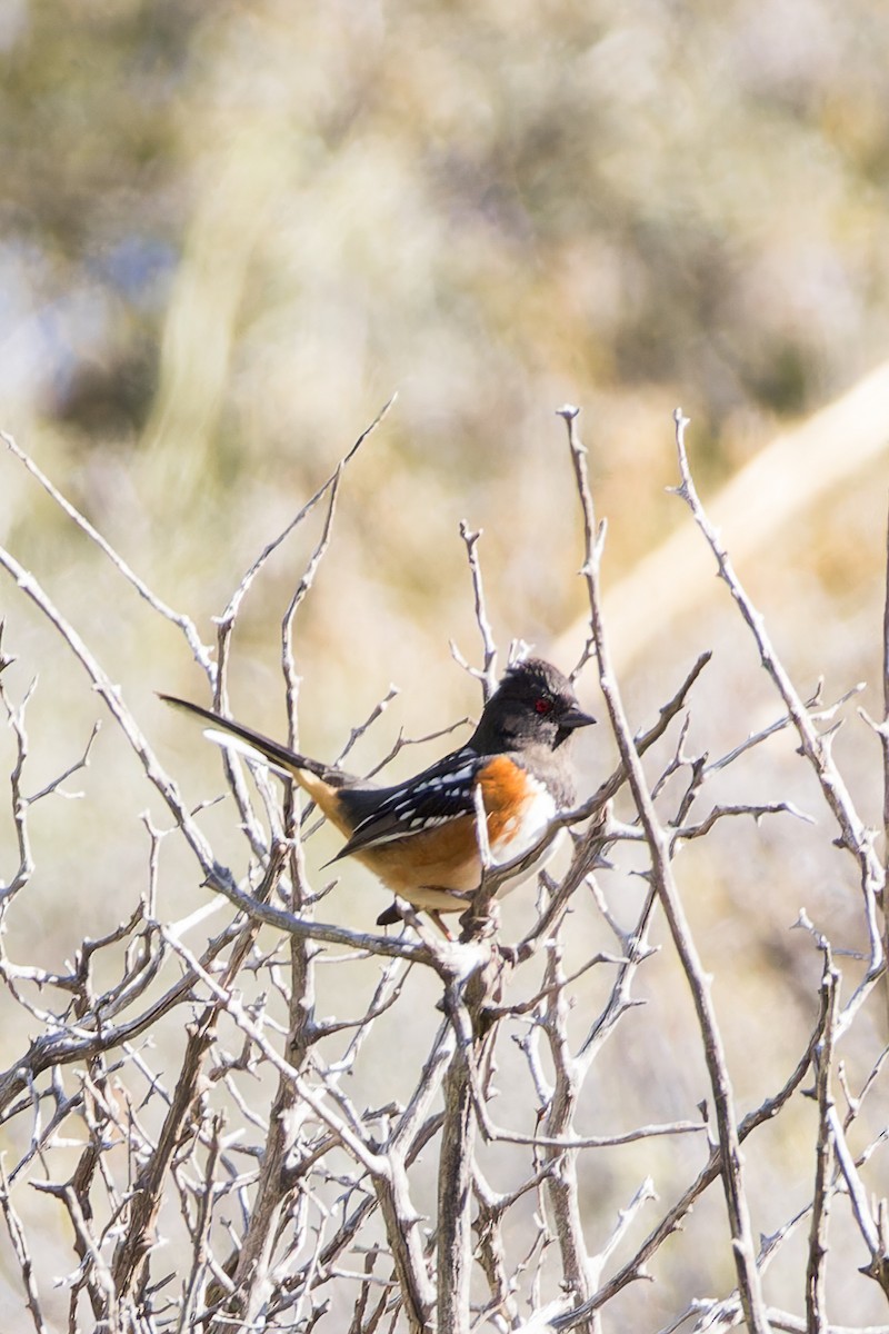 Spotted Towhee - ML615722113