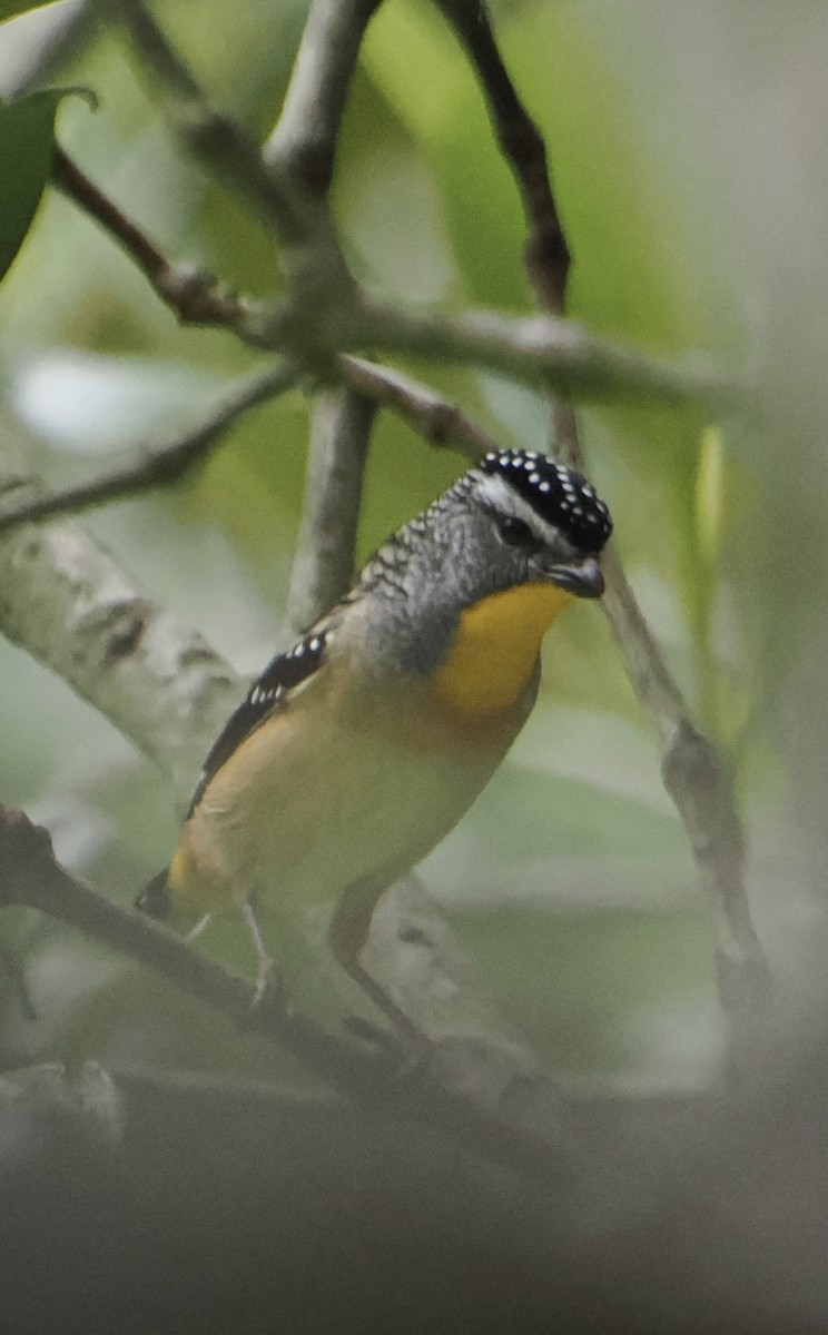 Spotted Pardalote - Peter de Jongh