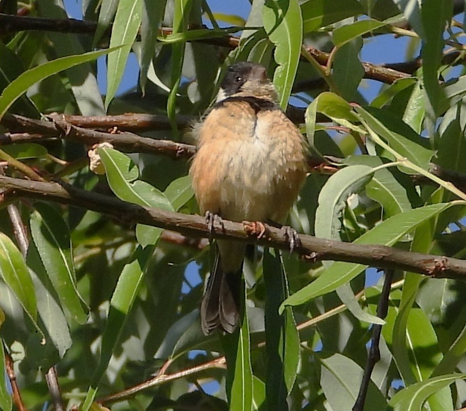 Morelet's/Cinnamon-rumped Seedeater - Guadalupe Esquivel Uribe