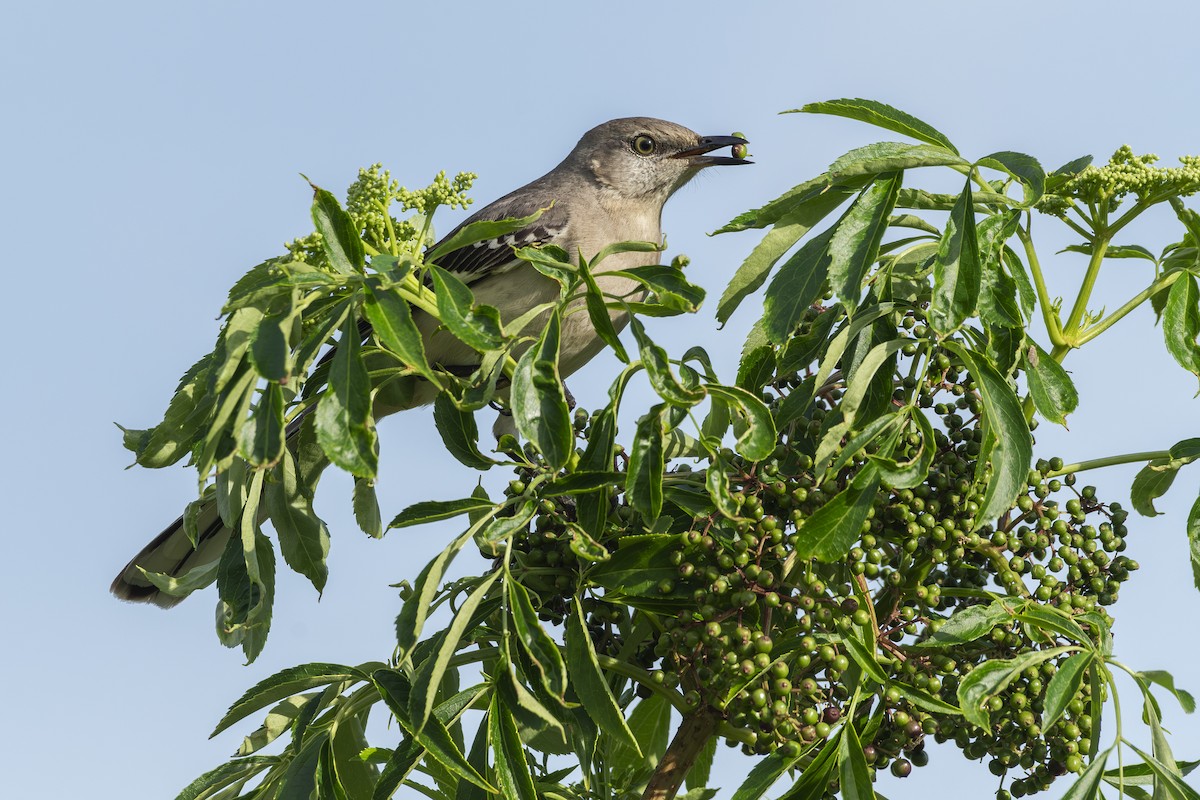 Northern Mockingbird - Paula Lopes