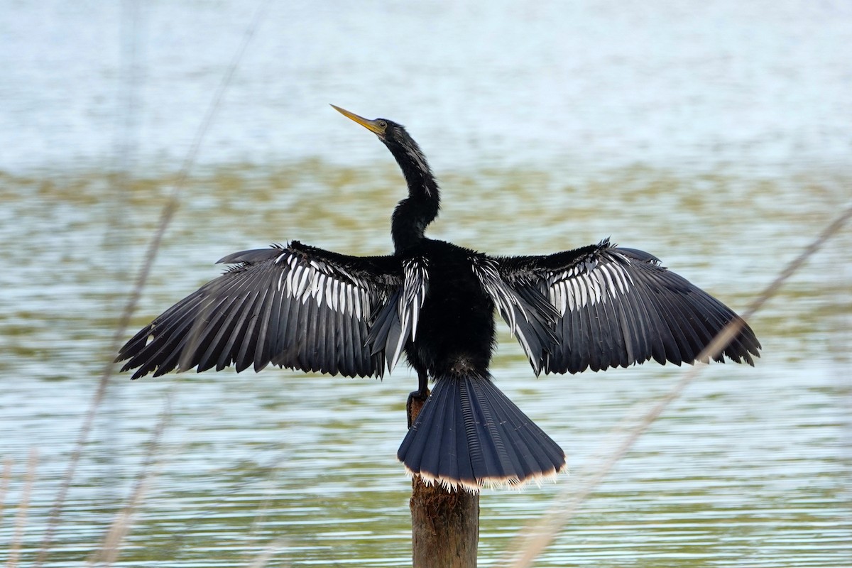 Anhinga Americana - ML615722227