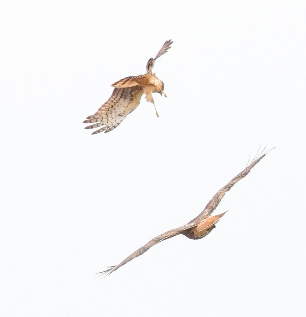 Northern Harrier - Sewage Team