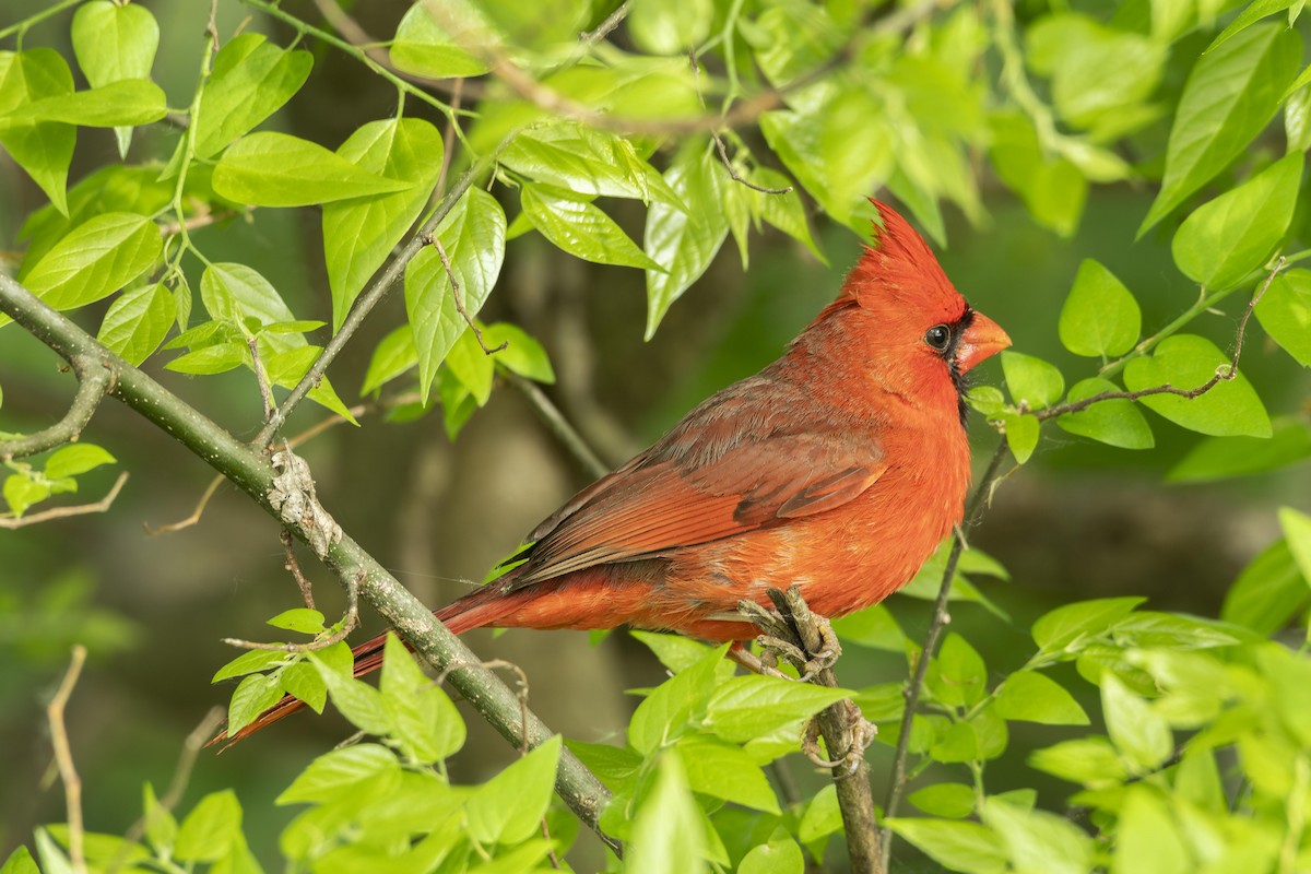 Cardinal rouge - ML615722292