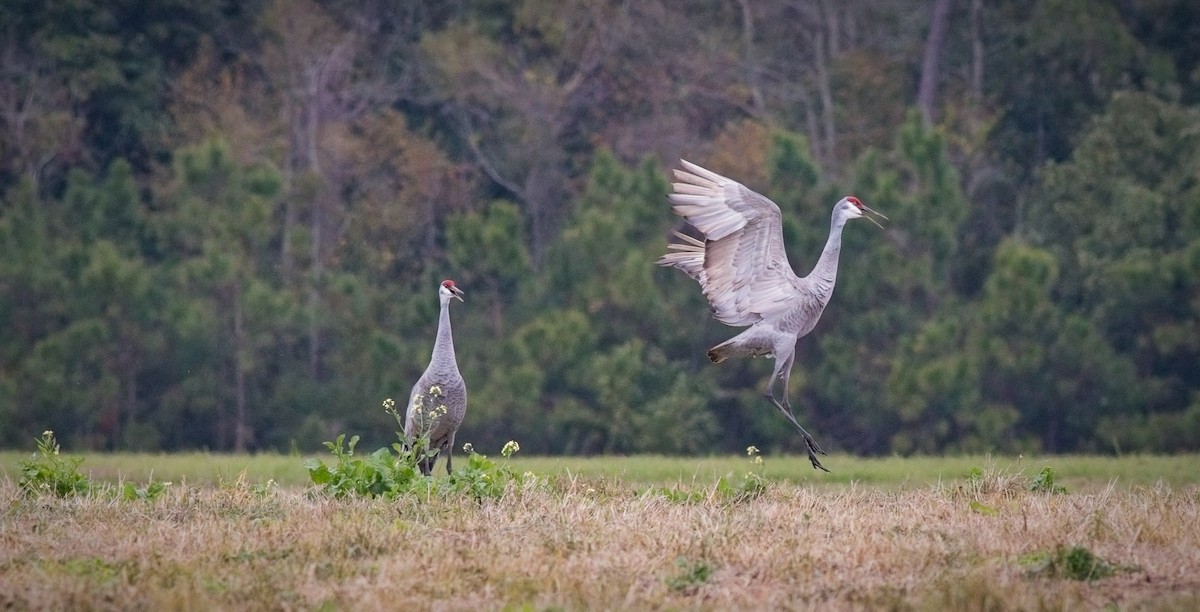 Grulla Canadiense - ML615722304