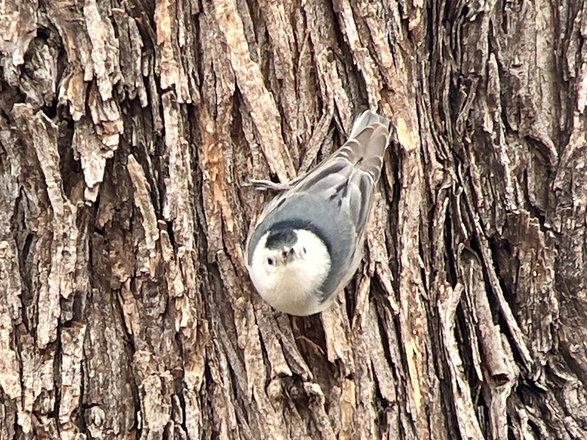 White-breasted Nuthatch - ML615722435