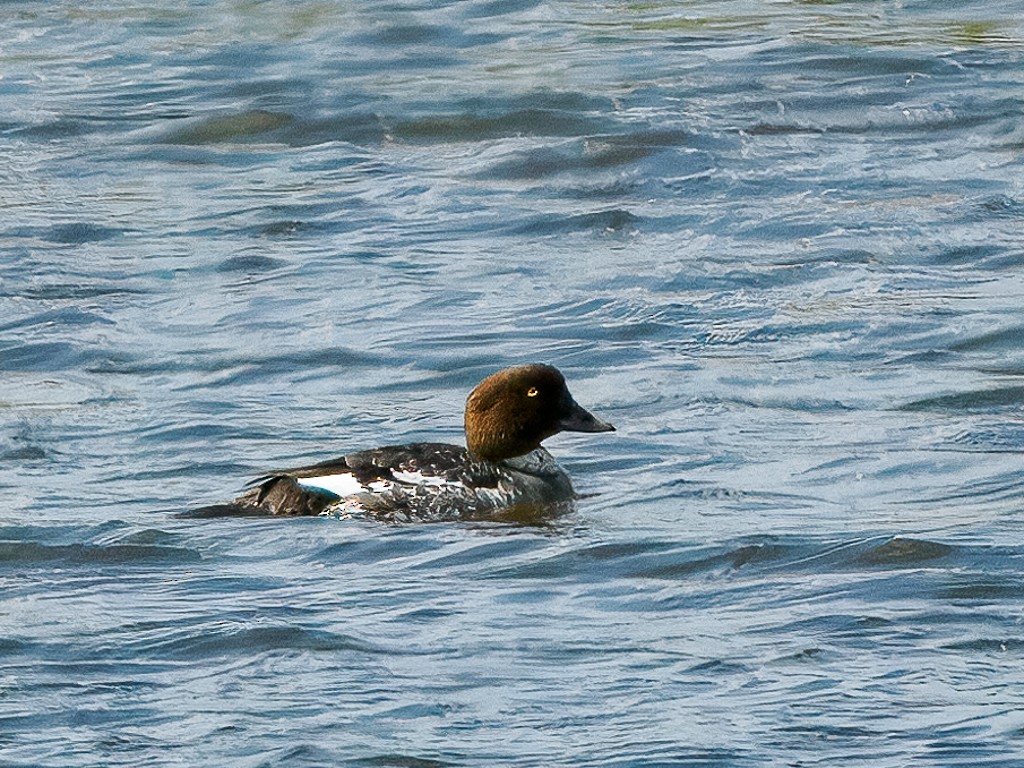 Common Goldeneye - ML615722476