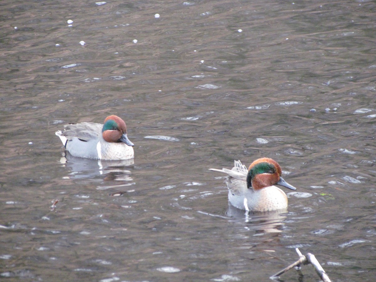 Green-winged Teal - ML615722531