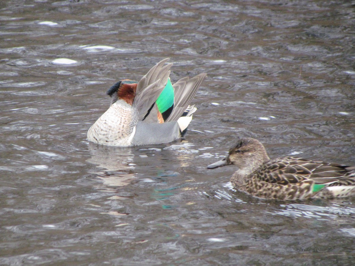 Green-winged Teal - ML615722544