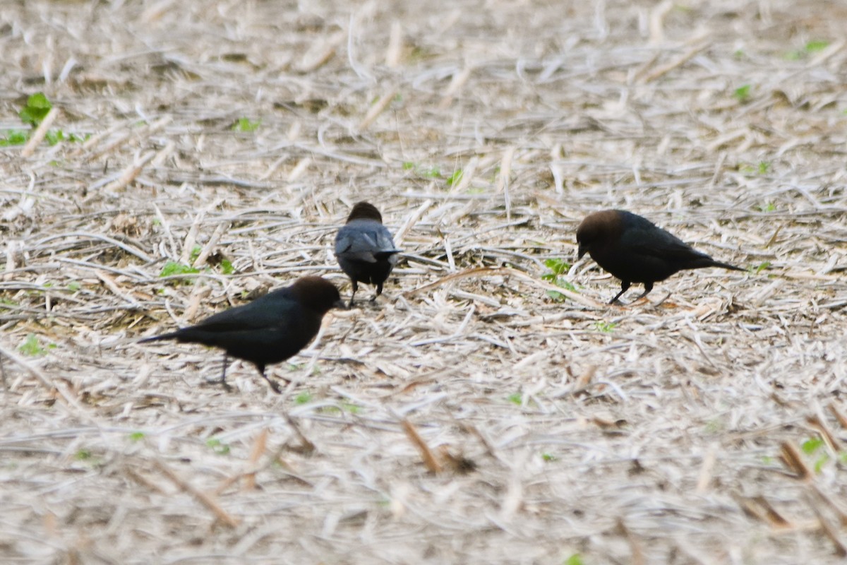 Brown-headed Cowbird - Mark Greene