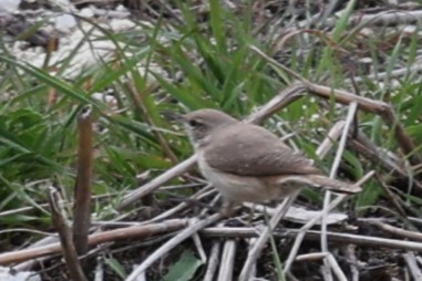 Rock Wren - Glenda Jones