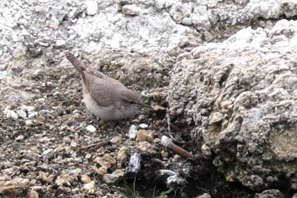 Rock Wren - Glenda Jones