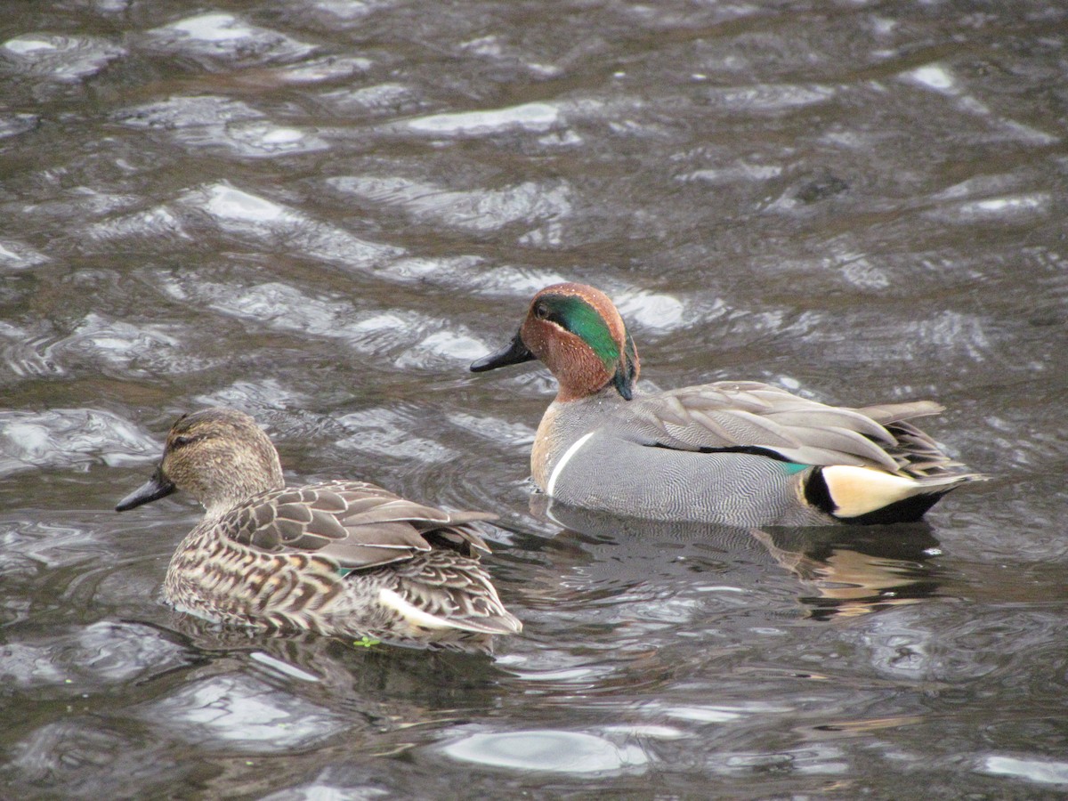 Green-winged Teal - Kenneth Pangbourne