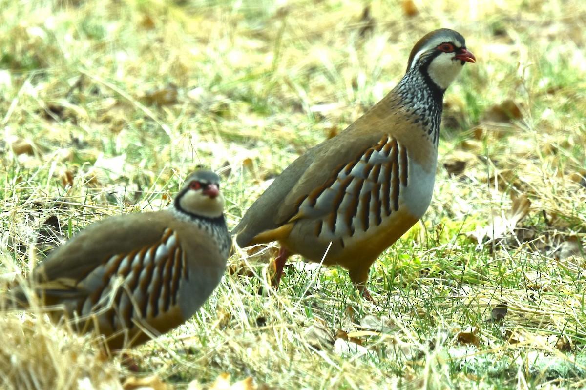 Red-legged Partridge - Blair Whyte