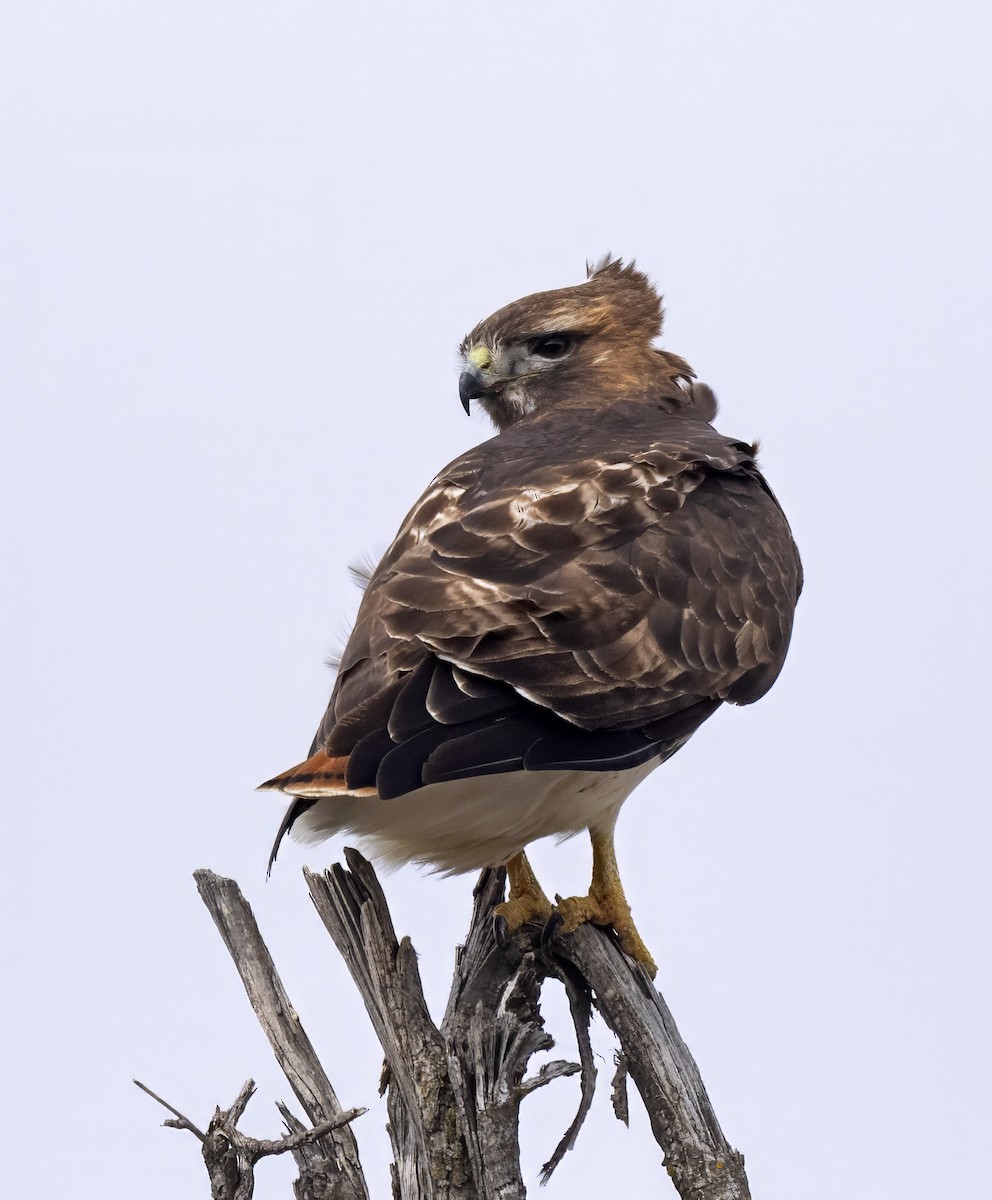 Red-tailed Hawk (abieticola) - ML615722647