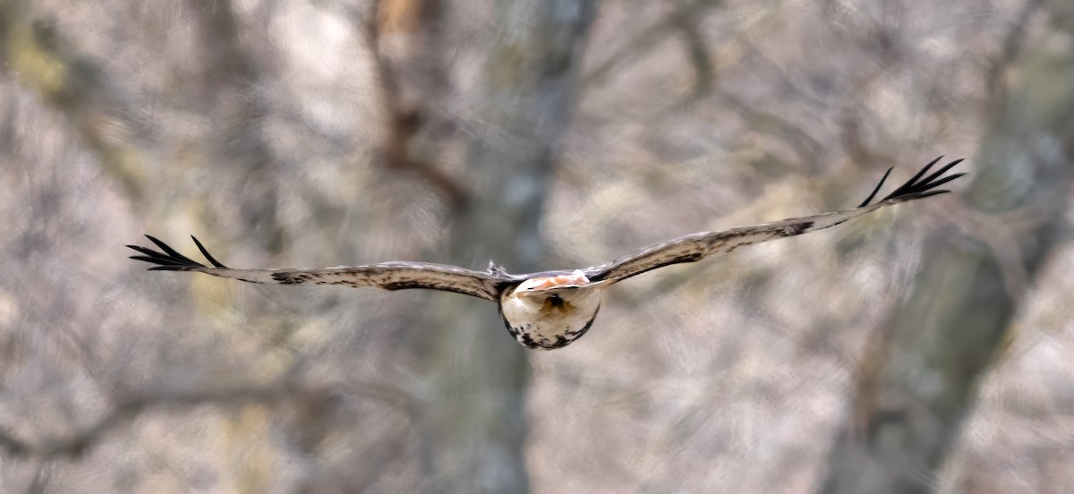 Red-tailed Hawk (abieticola) - ML615722648