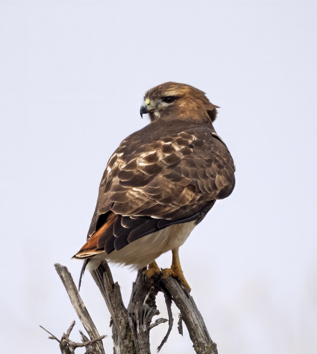 Red-tailed Hawk (abieticola) - ML615722649