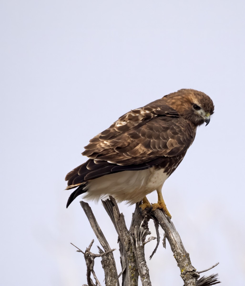 Red-tailed Hawk (abieticola) - ML615722650