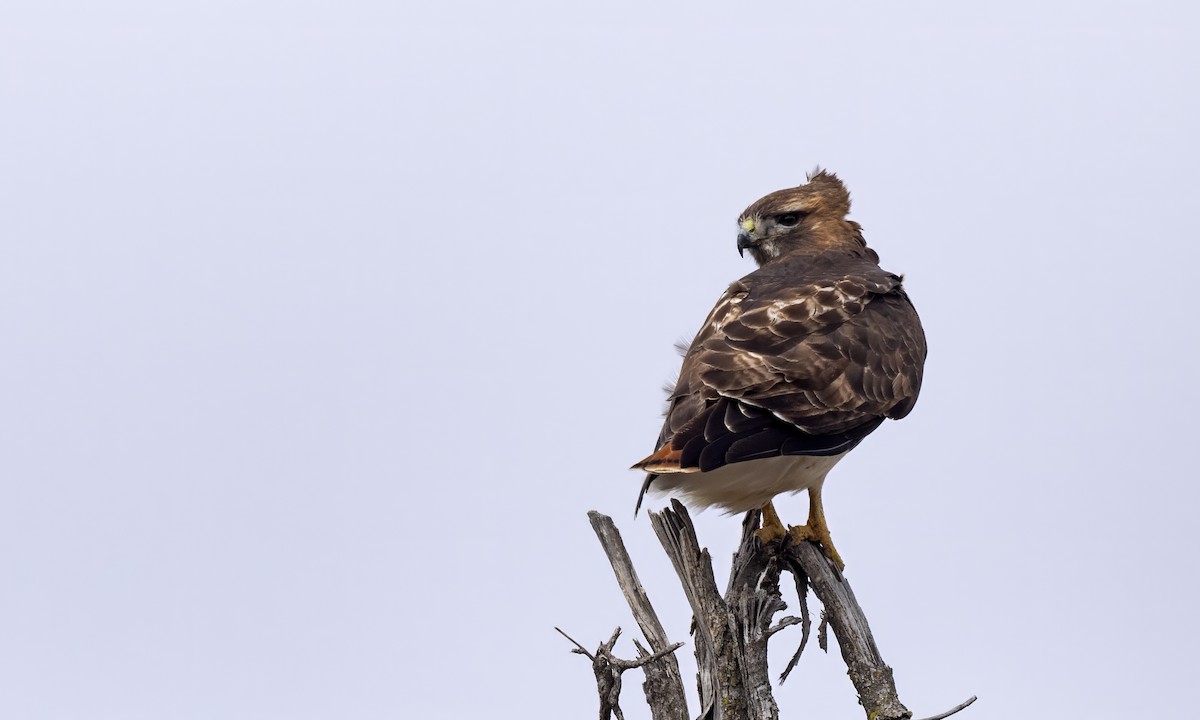 Red-tailed Hawk (abieticola) - ML615722651