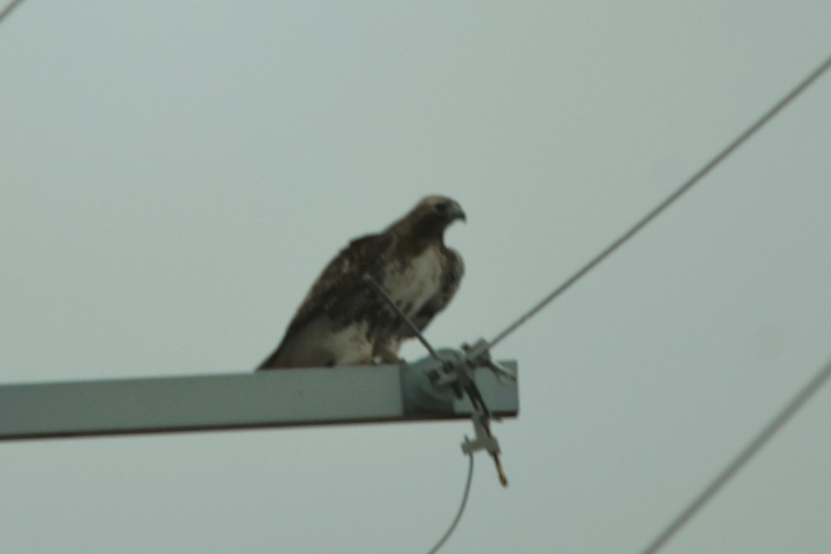 Red-tailed Hawk - Mark Greene