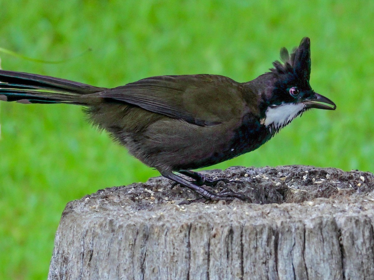 Eastern Whipbird - ML615722722