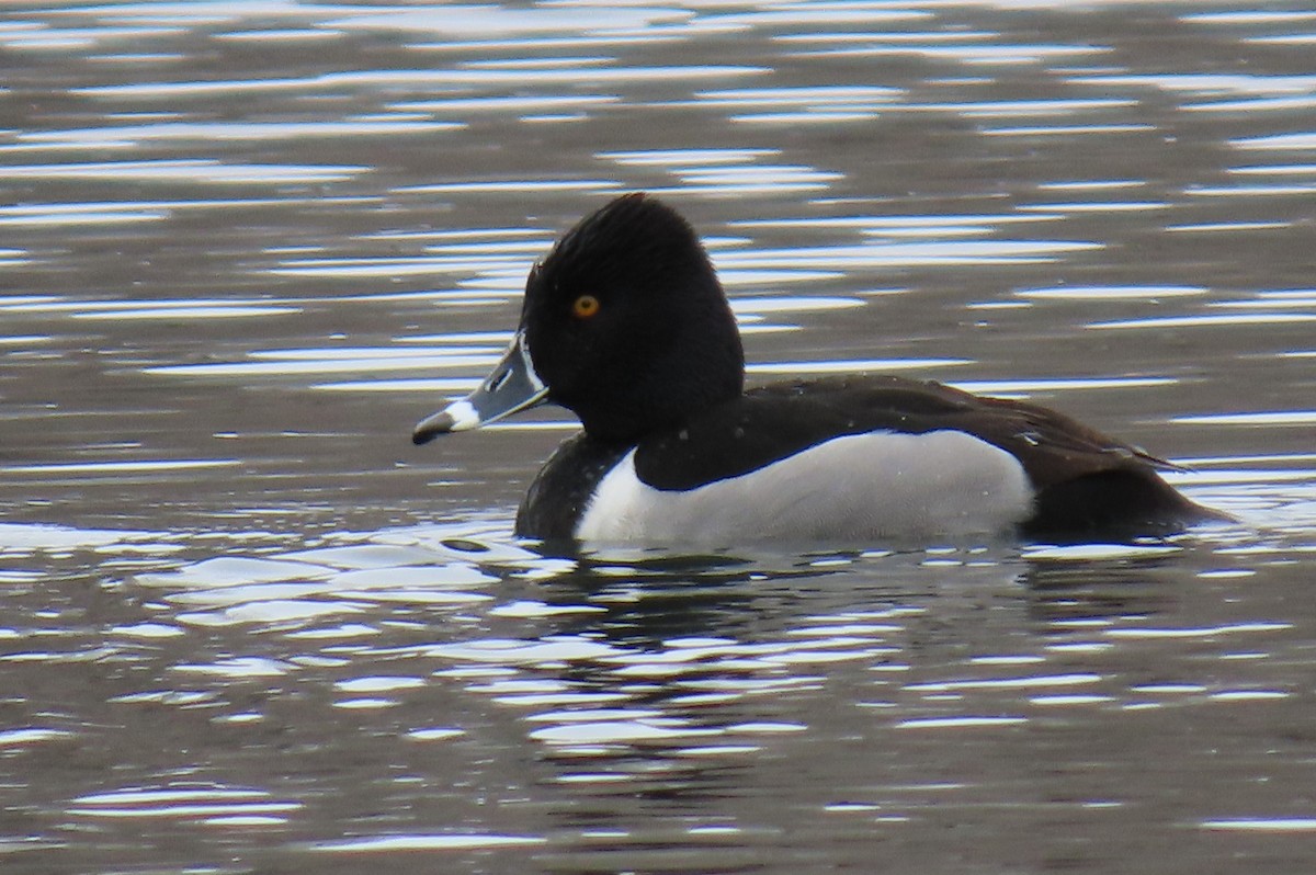 Ring-necked Duck - ML615722744