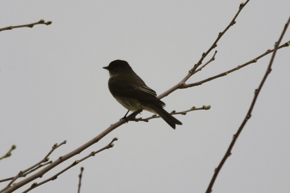 Eastern Phoebe - Mark Greene