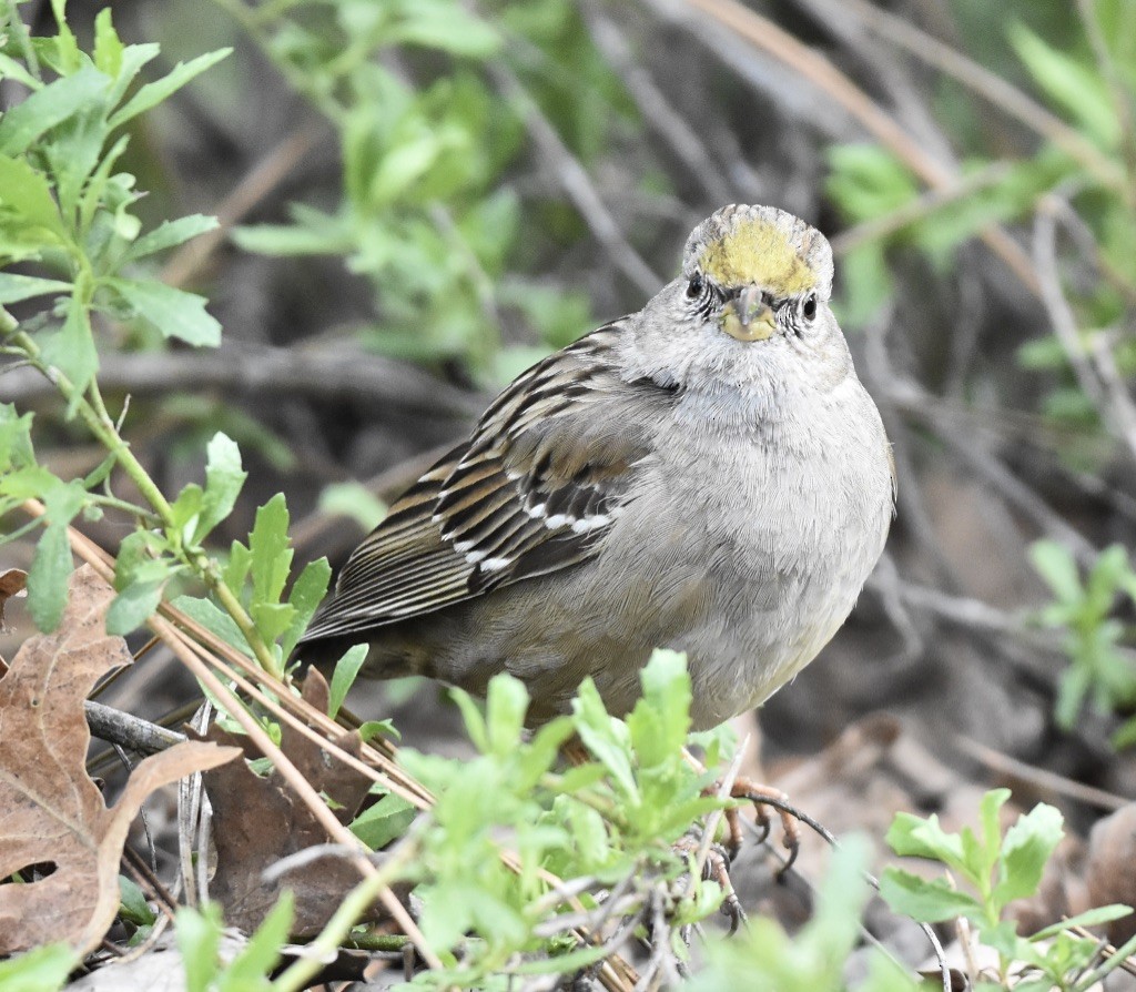 Bruant à couronne dorée - ML615722804