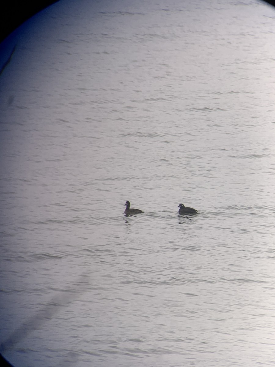 ברווז איסלנדי - ML615722852