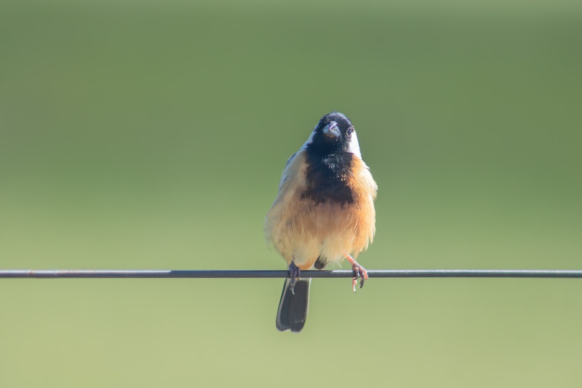 Coal-crested Finch - ML615722856