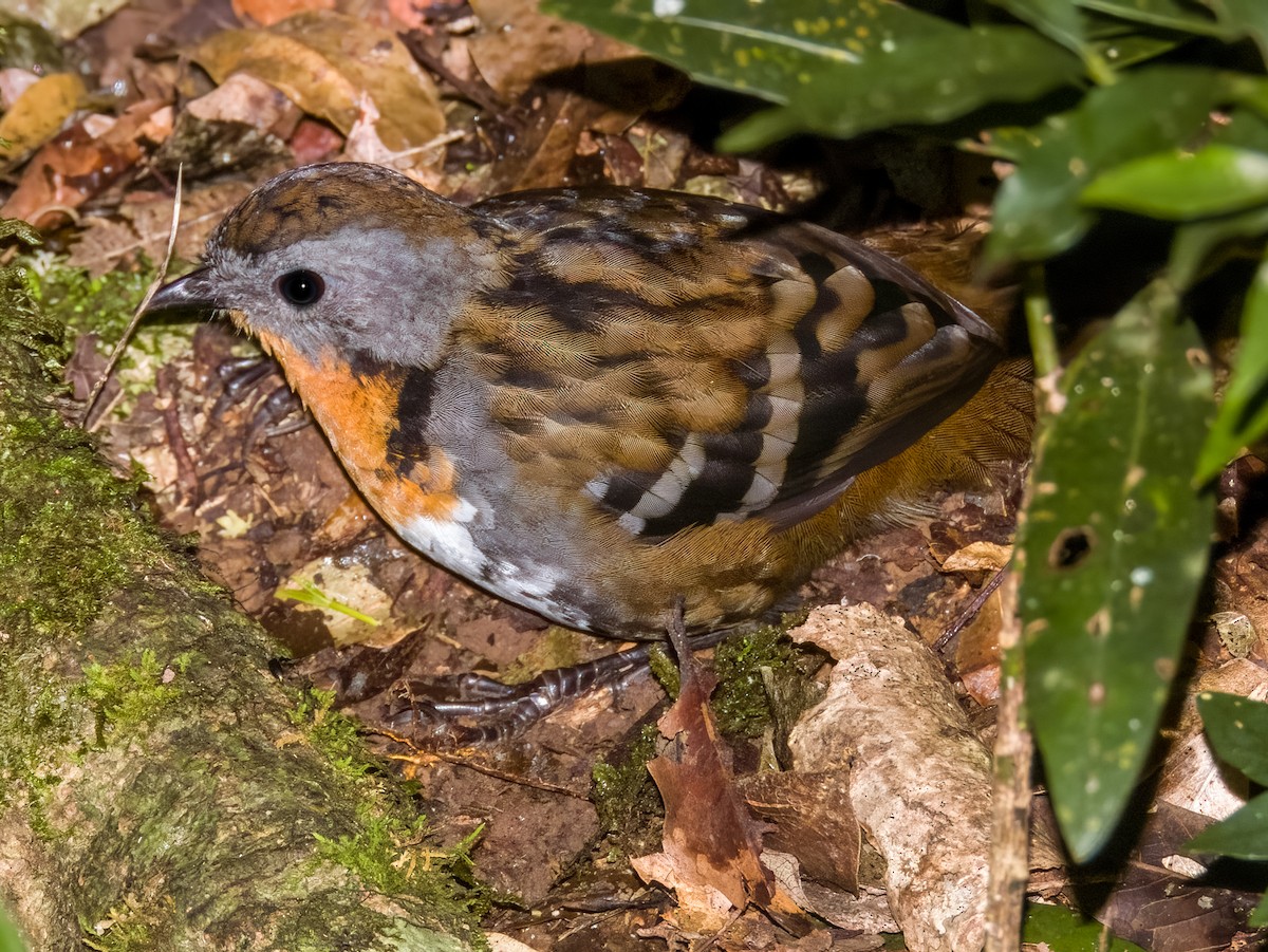 Australian Logrunner - ML615722874