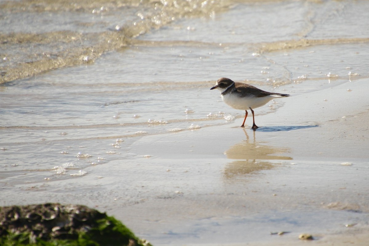 Semipalmated Plover - ML615722876