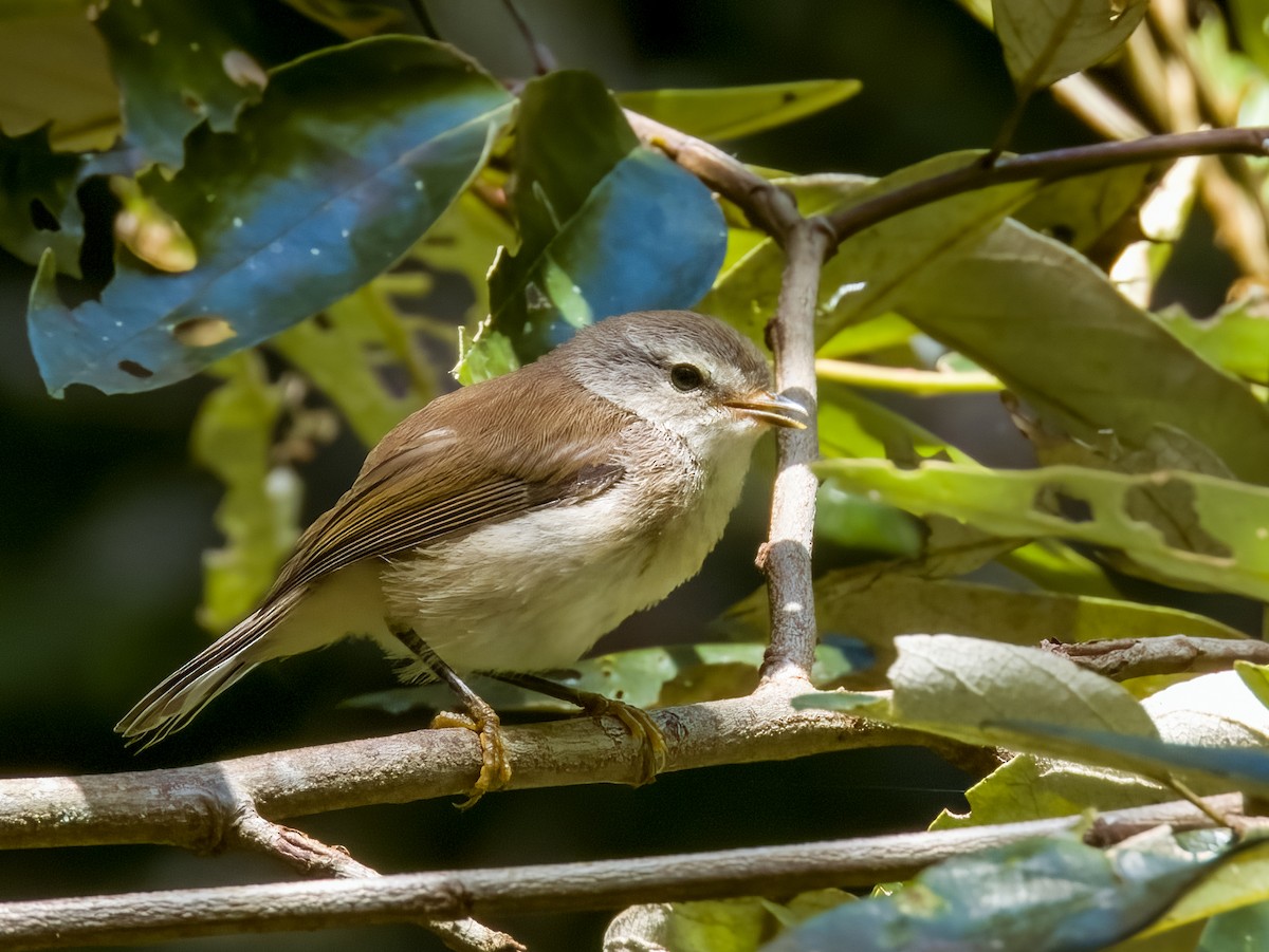 Brown Gerygone - ML615722890