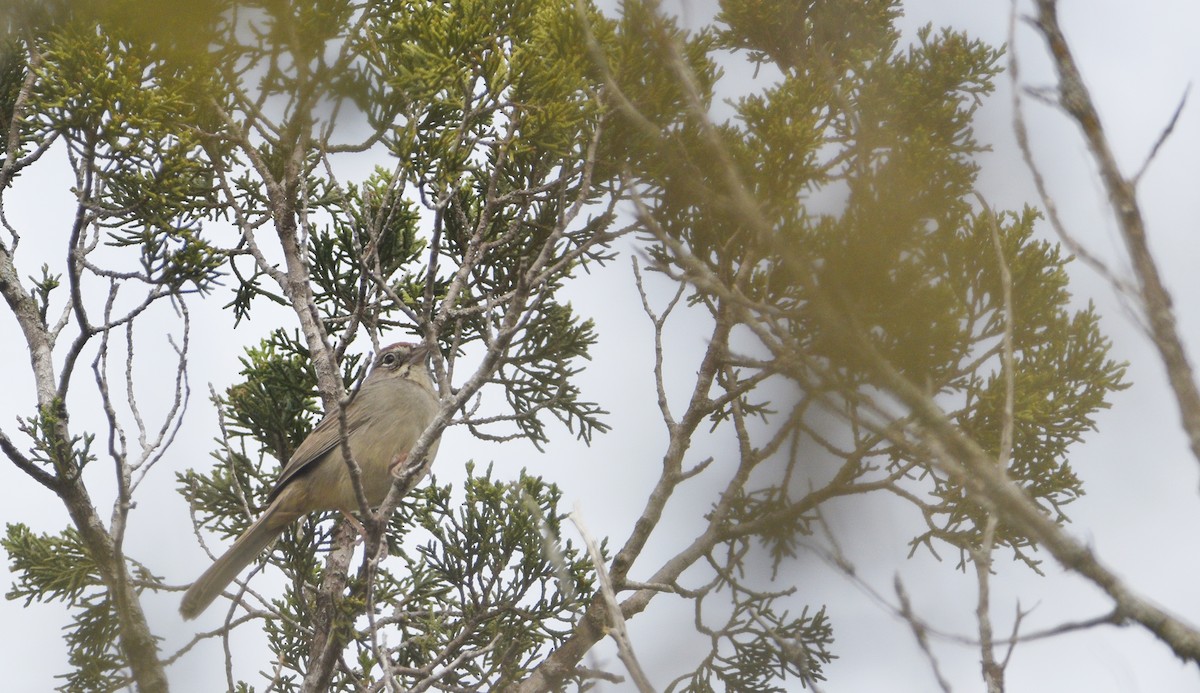 Rufous-crowned Sparrow - ML615722909