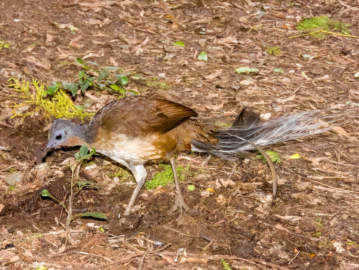 Albert's Lyrebird - ML615722917