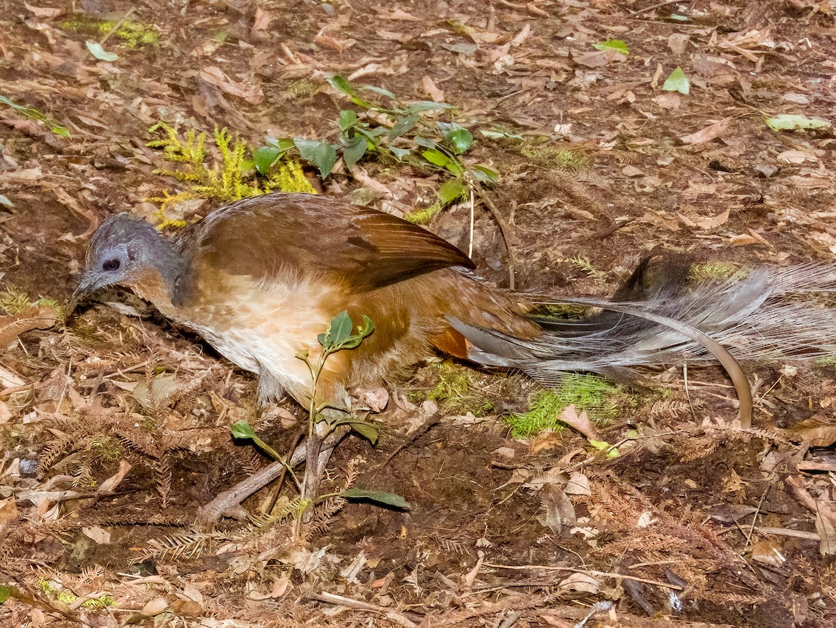 Albert's Lyrebird - ML615722920