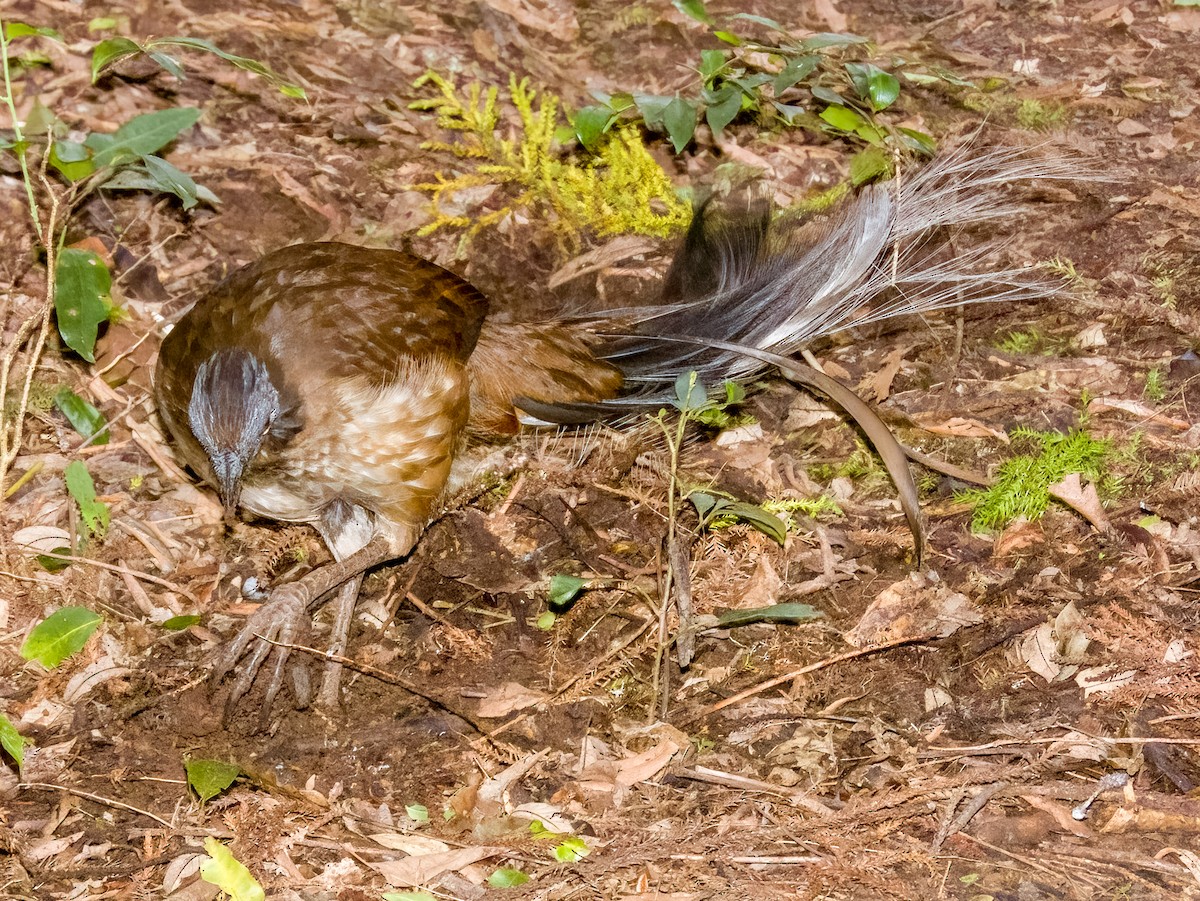 Albert's Lyrebird - ML615722923