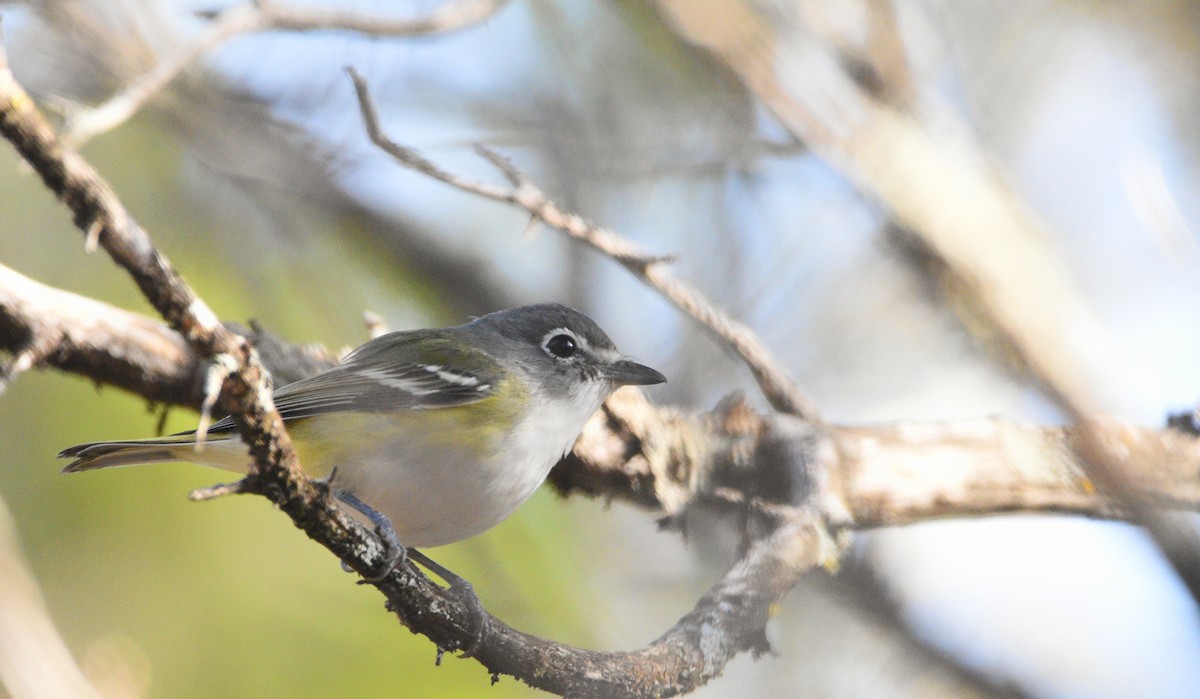 Blue-headed Vireo - ML615722951