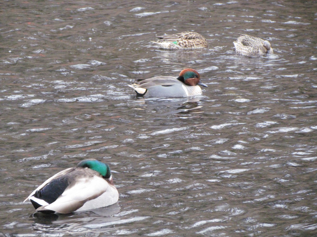Canard colvert - ML615722974