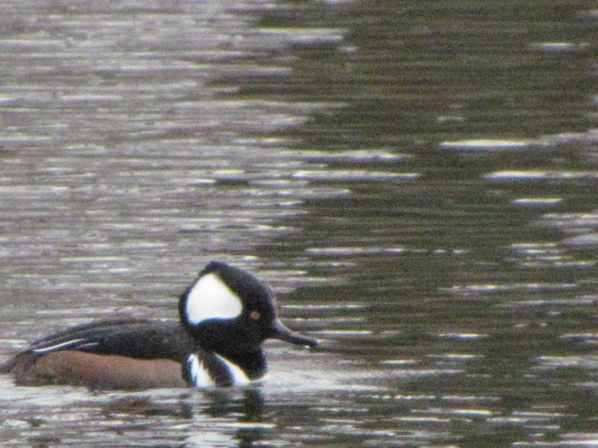 Hooded Merganser - ML615722997