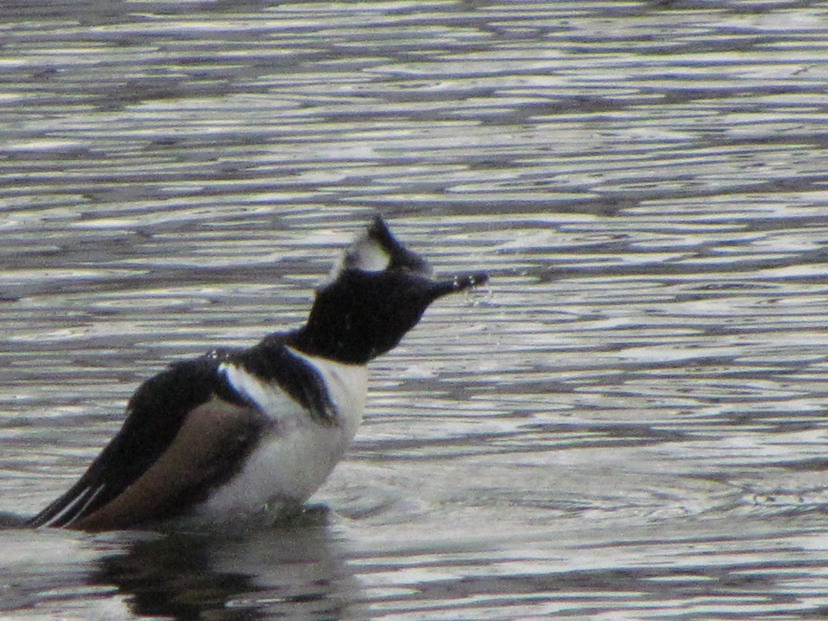 Hooded Merganser - Kenneth Pangbourne