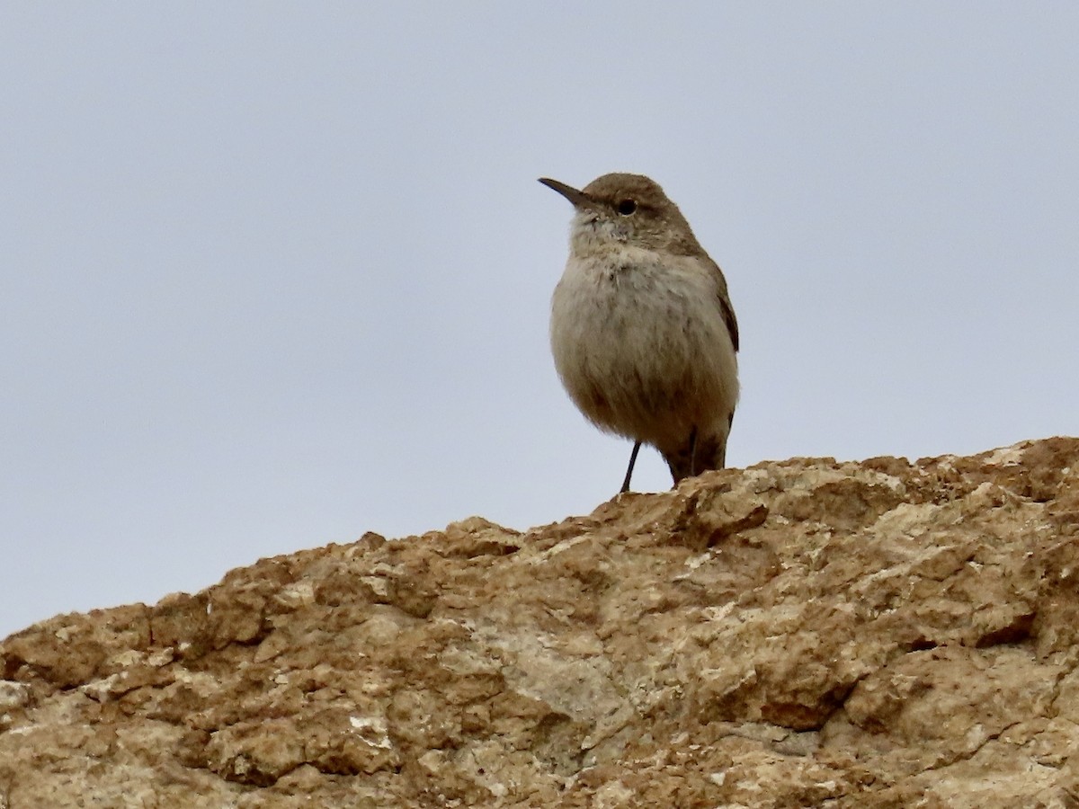 Rock Wren - Babs Buck