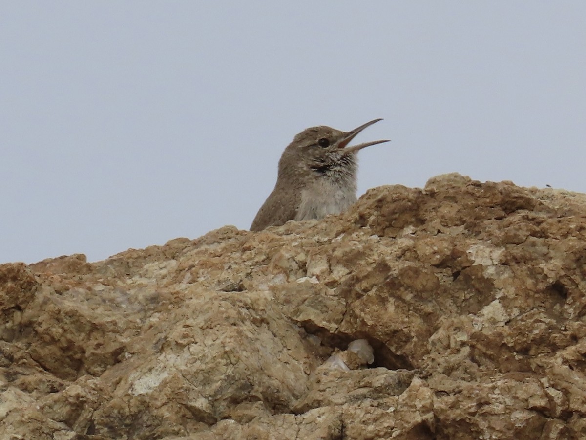 Rock Wren - Babs Buck