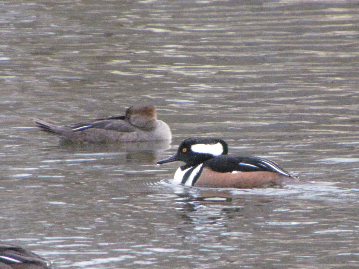 Hooded Merganser - ML615723029