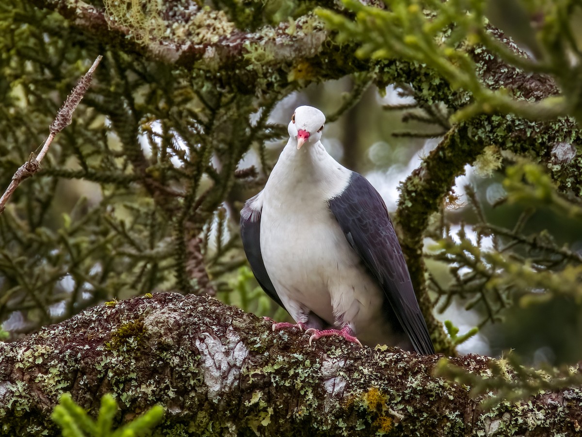 White-headed Pigeon - ML615723063