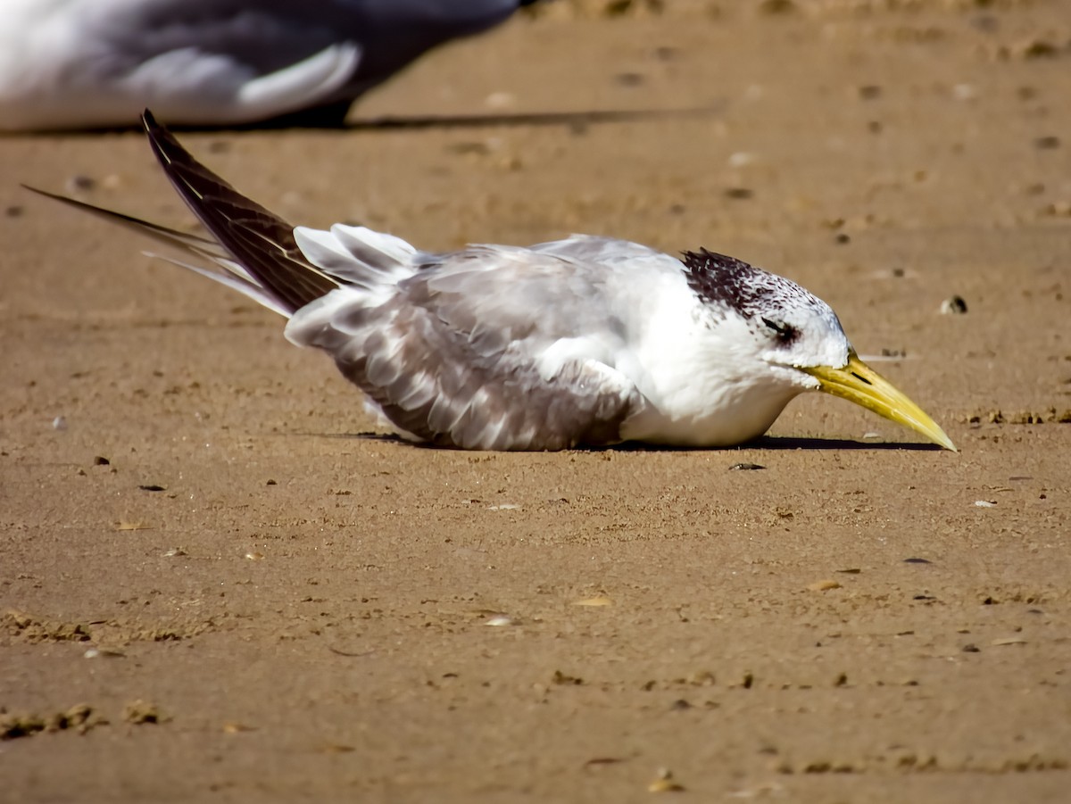 鳳頭燕鷗 - ML615723210