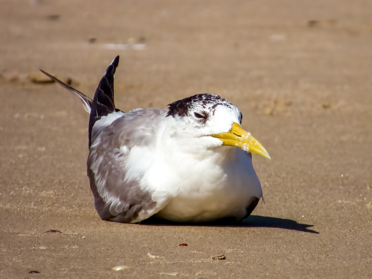 Great Crested Tern - ML615723211