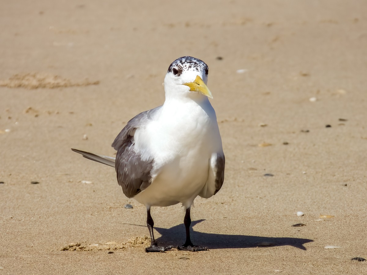 Great Crested Tern - ML615723225