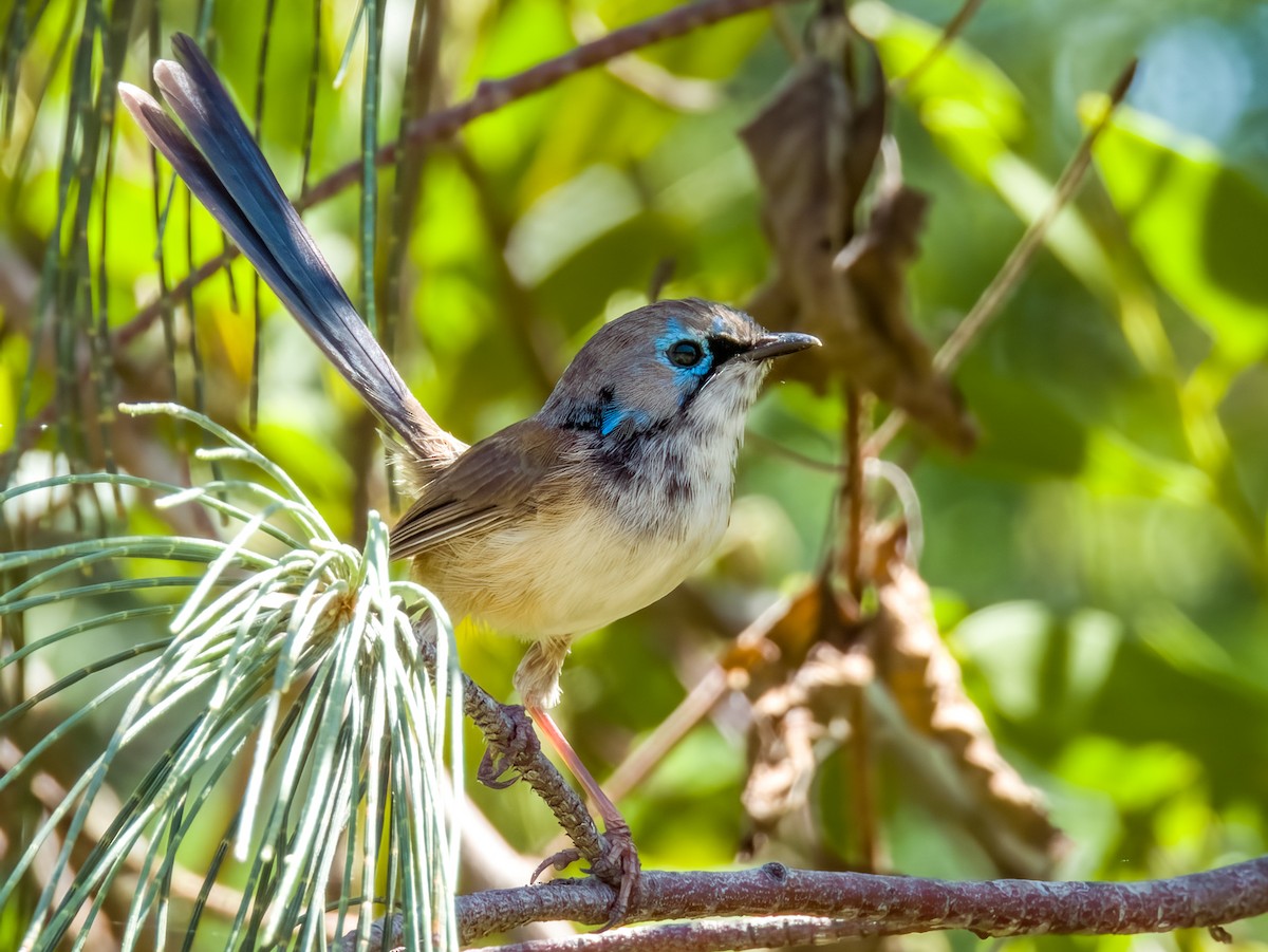 Variegated Fairywren - ML615723250