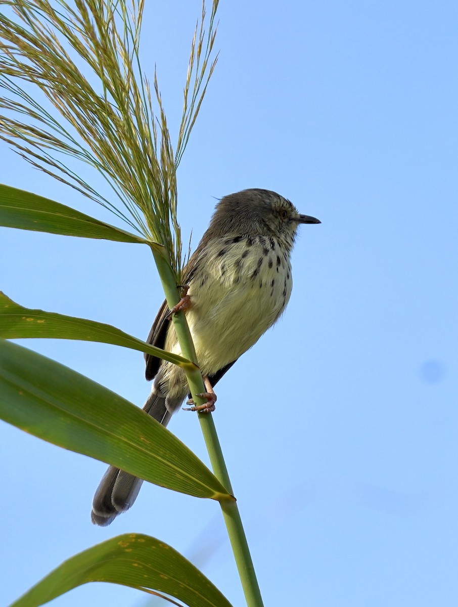 Karoo Prinia - Daniel Winzeler