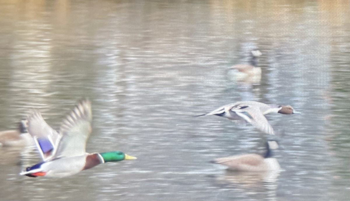 Northern Pintail - ML615723351